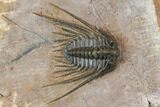 Kettneraspis Trilobite (Long Occipital Horn) - Lghaft, Morocco #146614-2